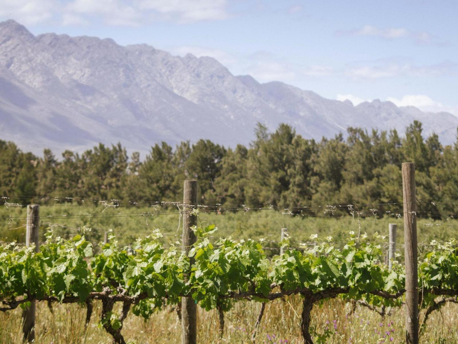 Duikersdrift Winelands Country Escape Hotel Tulbagh Exterior foto