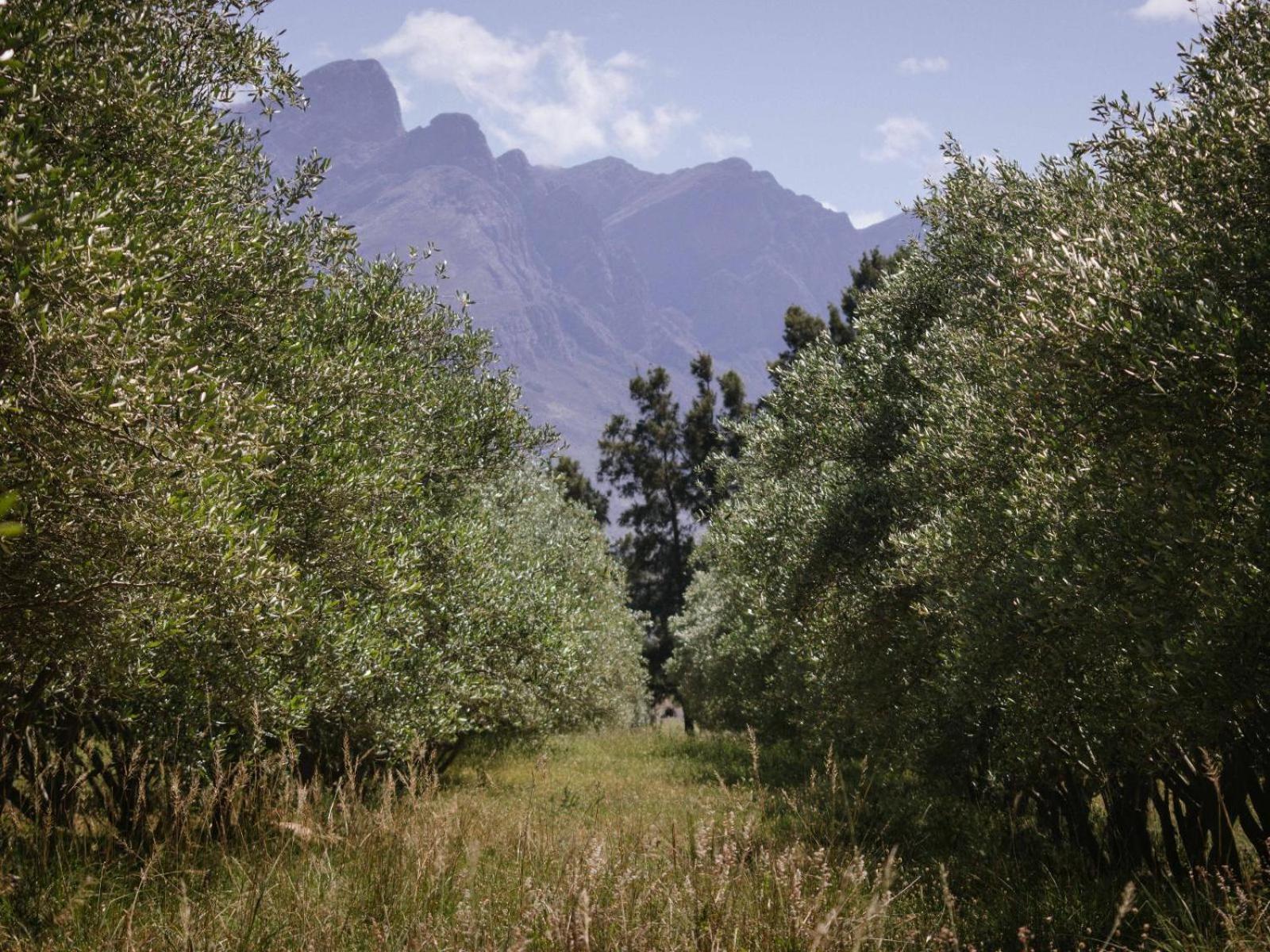 Duikersdrift Winelands Country Escape Hotel Tulbagh Exterior foto